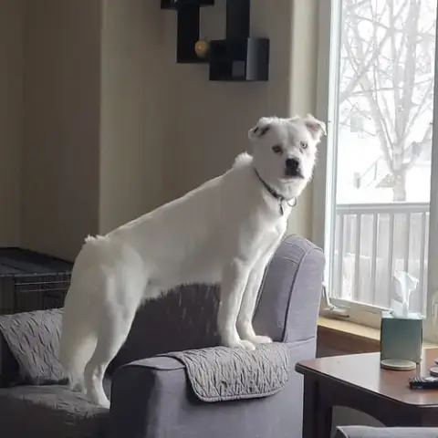 Falcor photo 2