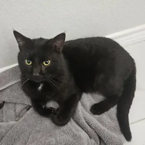 Eddie