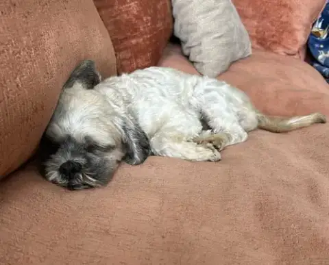 Oskar photo 4
