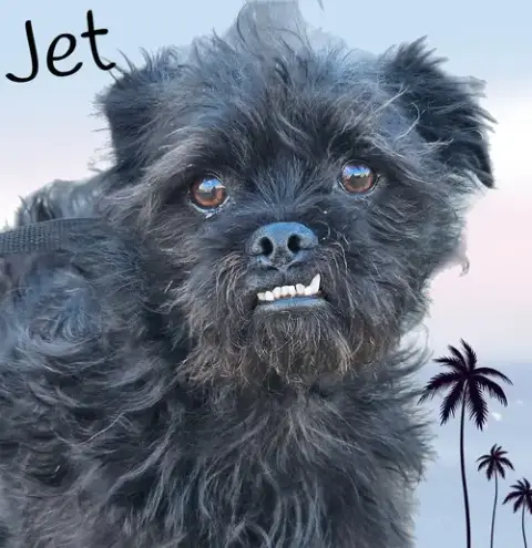 Jet photo 2