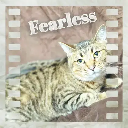 Fearless photo 1