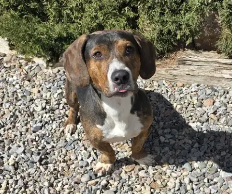 Polite Mr Poco ~ ​Lovely Boy photo 2