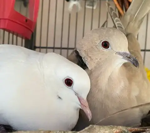 Melvin W/Tiki