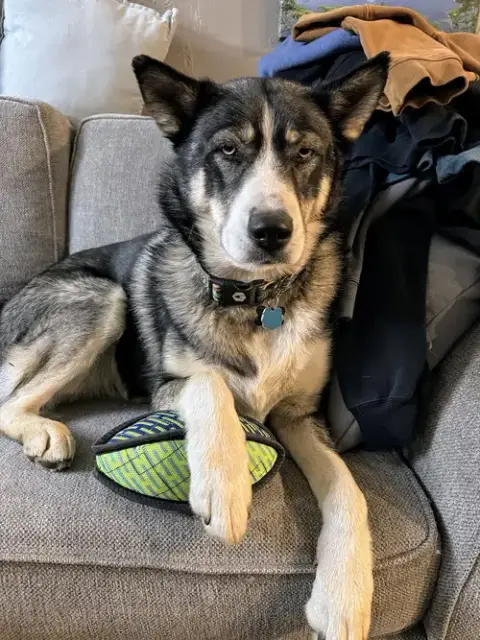 Sasha photo 3