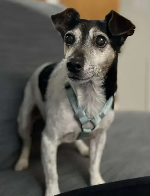 Kiwi A Jack Russell Boy
