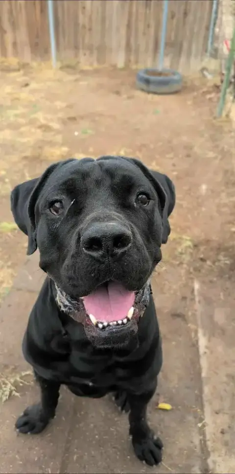 Thor photo 4