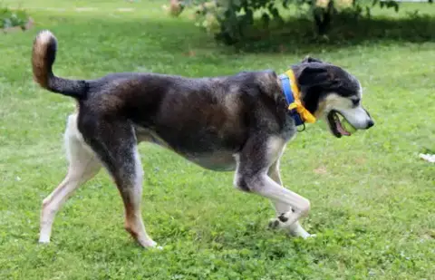 Alfie photo 5
