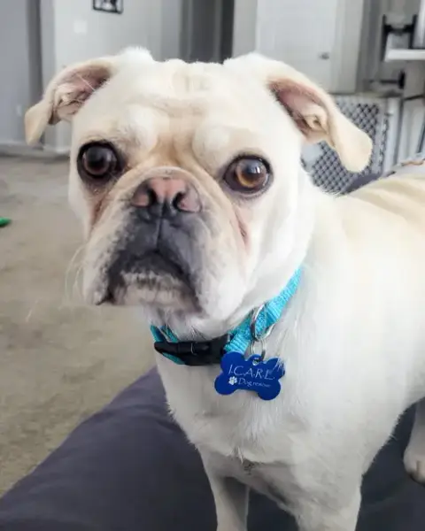 Pugsley photo 4