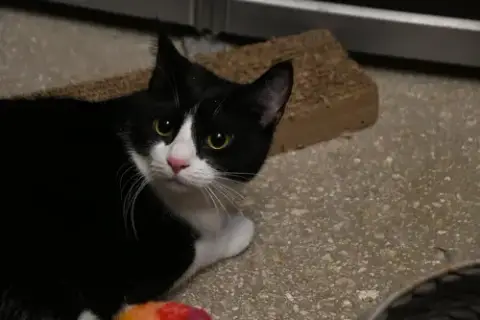 Jasmine photo 2