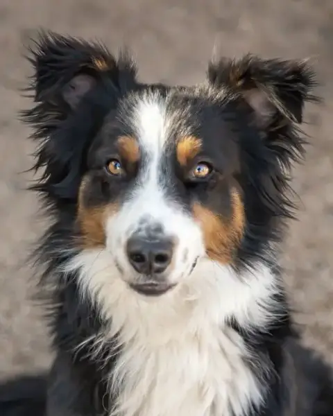 Troy photo 2