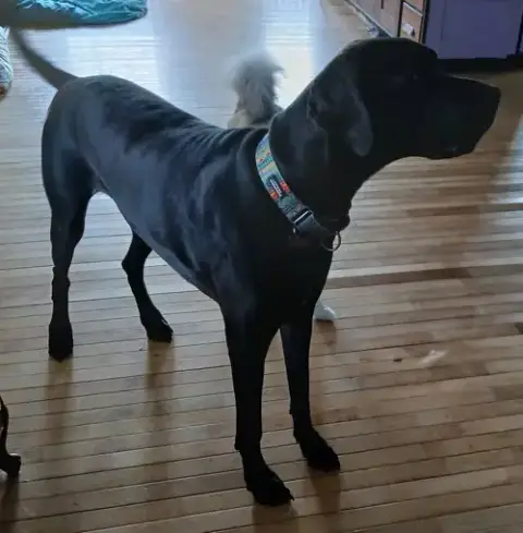 Gracie photo 4