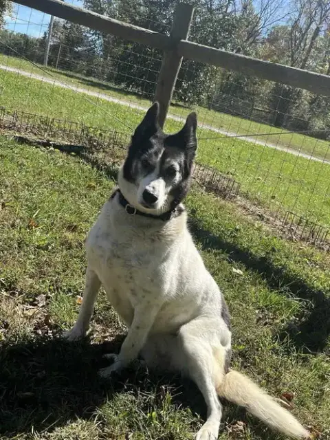 Roxi photo 3
