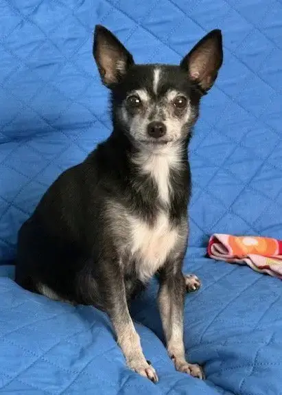 Frenchi photo 1