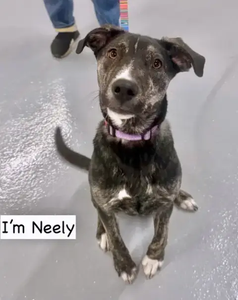 Neely photo 3