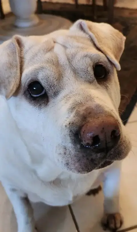 Sasha photo 2
