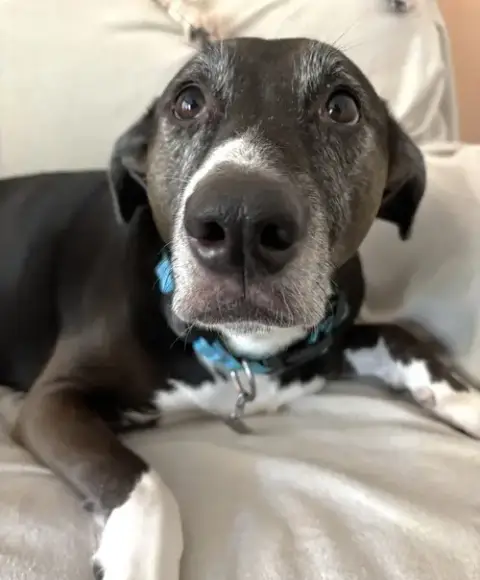 Rosie photo 4