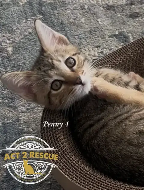 Penny 4 photo 1