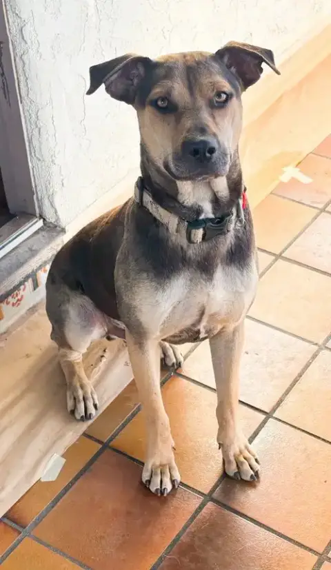 Buddy