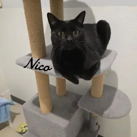 Nico photo 2