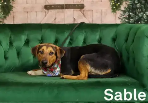 Sable