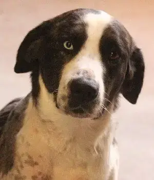 Jake