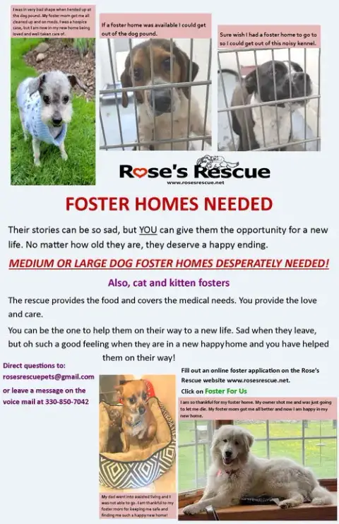 **Fosters Needed! photo 2