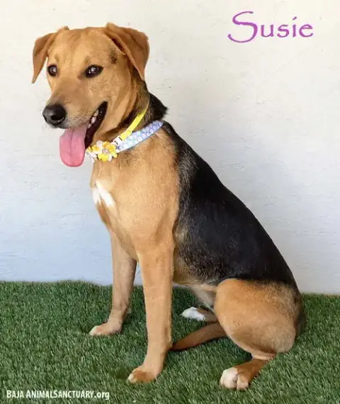 Susie