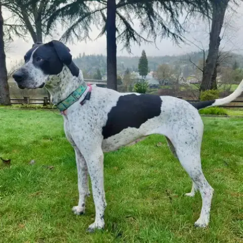 Molly photo 4