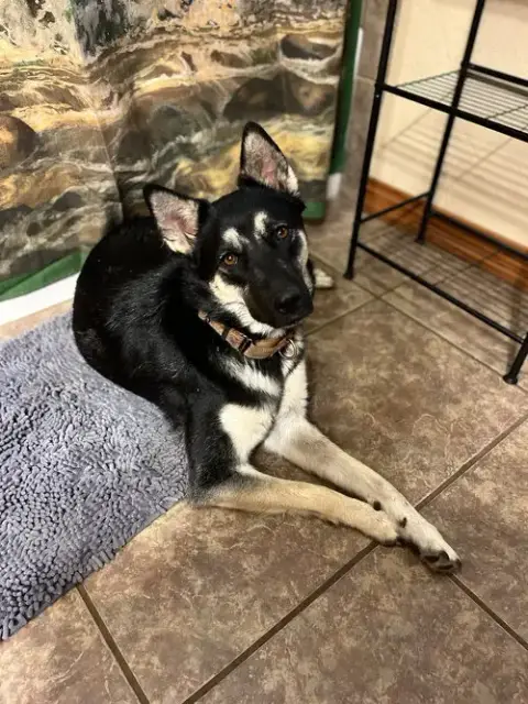 Scout photo 4