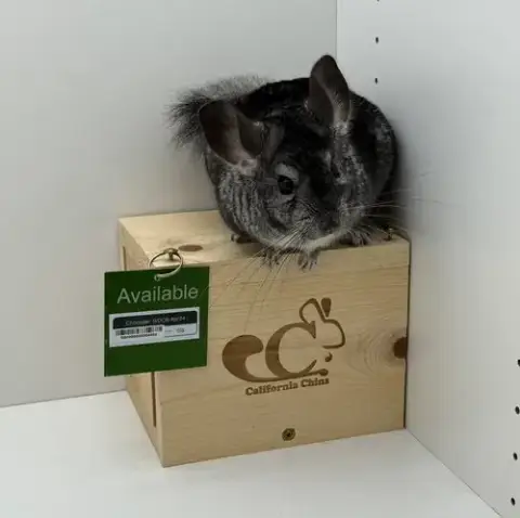 Chilipeper