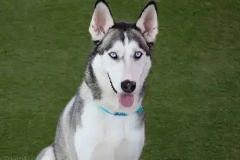 Delilah