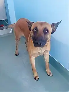 Zorro