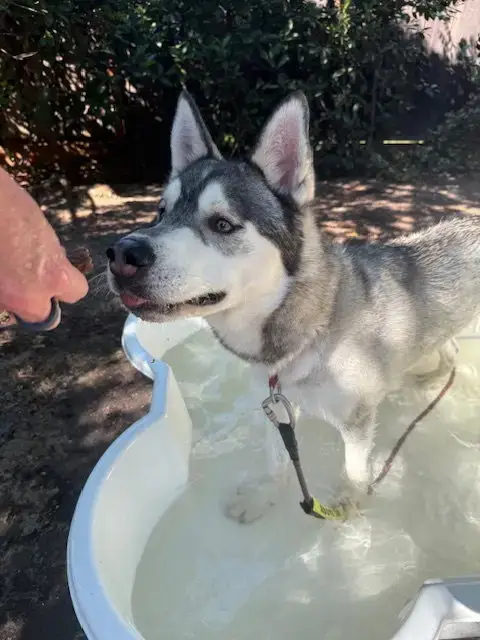 Klaus photo 2