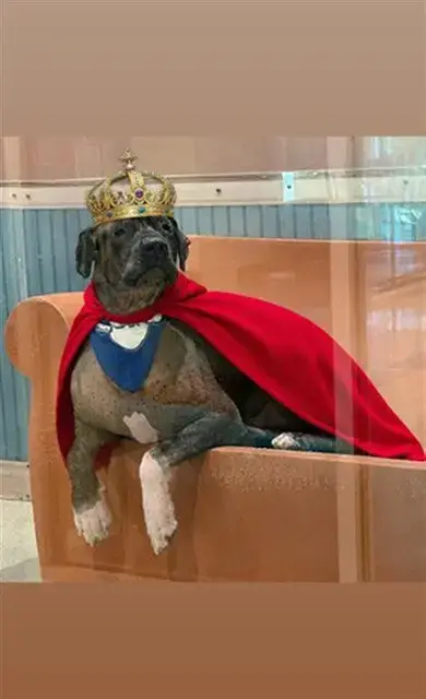 Guevito
