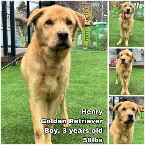 Henry From Korea