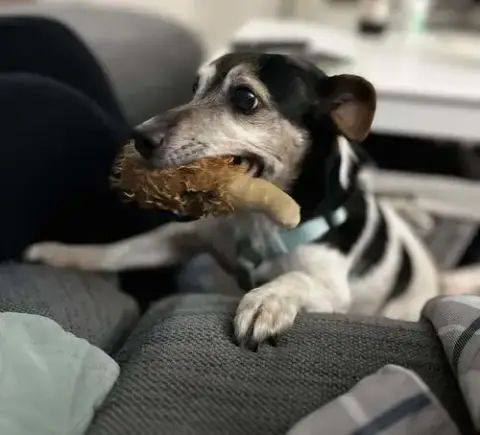 Kiwi A Jack Russell Boy photo 2