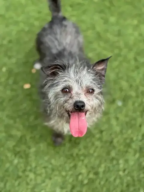 Paco