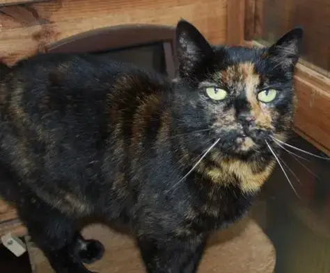 Barn Cat photo 2