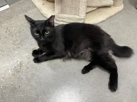 Robert Feline photo 3