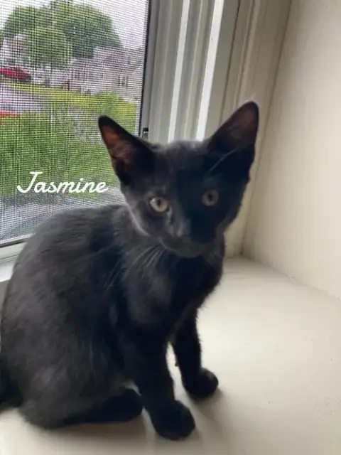 Jasmine photo 2