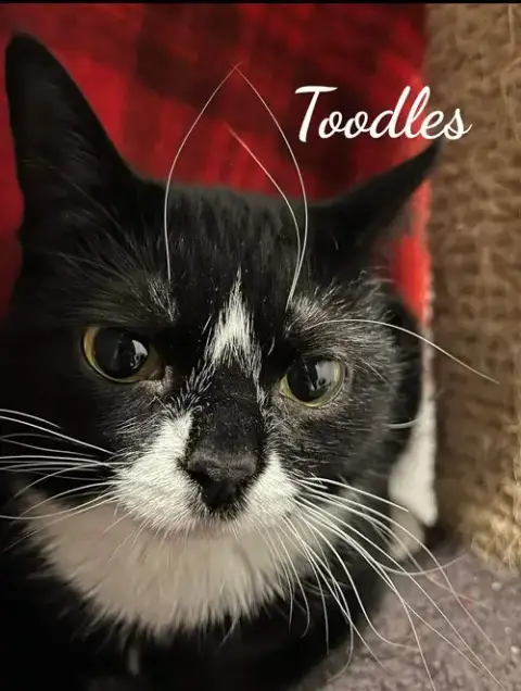 Toodles & Tinker Bell photo 3