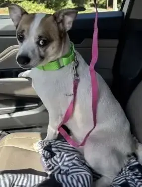 Louie *~