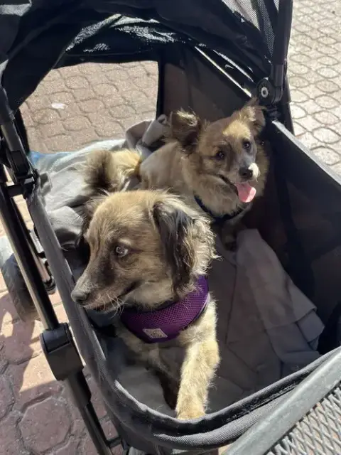 Birdie And Minnie Bonded Pair Blind Dogs photo 5