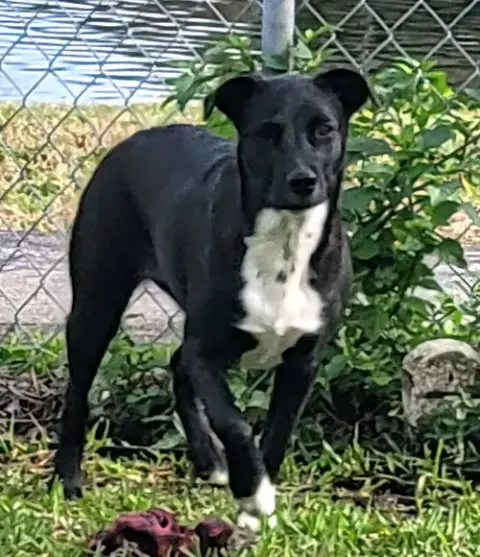 Piper photo 5