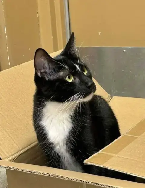 Sylvester photo 2