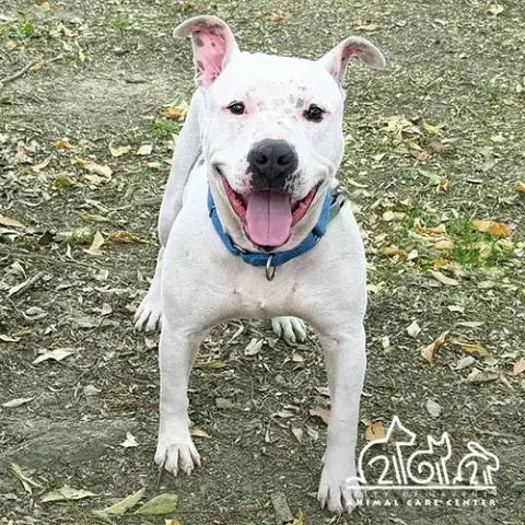 Jax