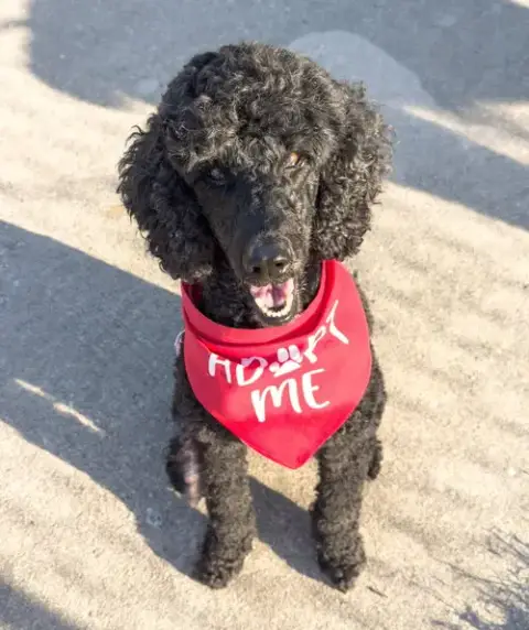 Roxie