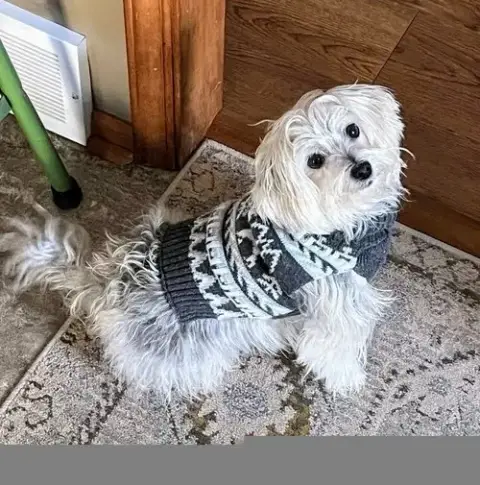 Rosie