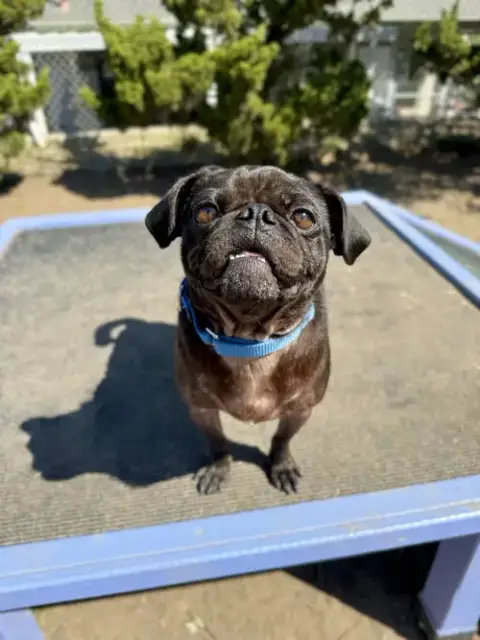 Bugsy
