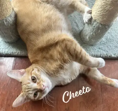Cheeto #Bestie-Of-Cheets